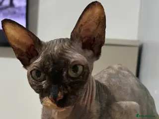 Sphynx cats canadian sphynx - Advert 17