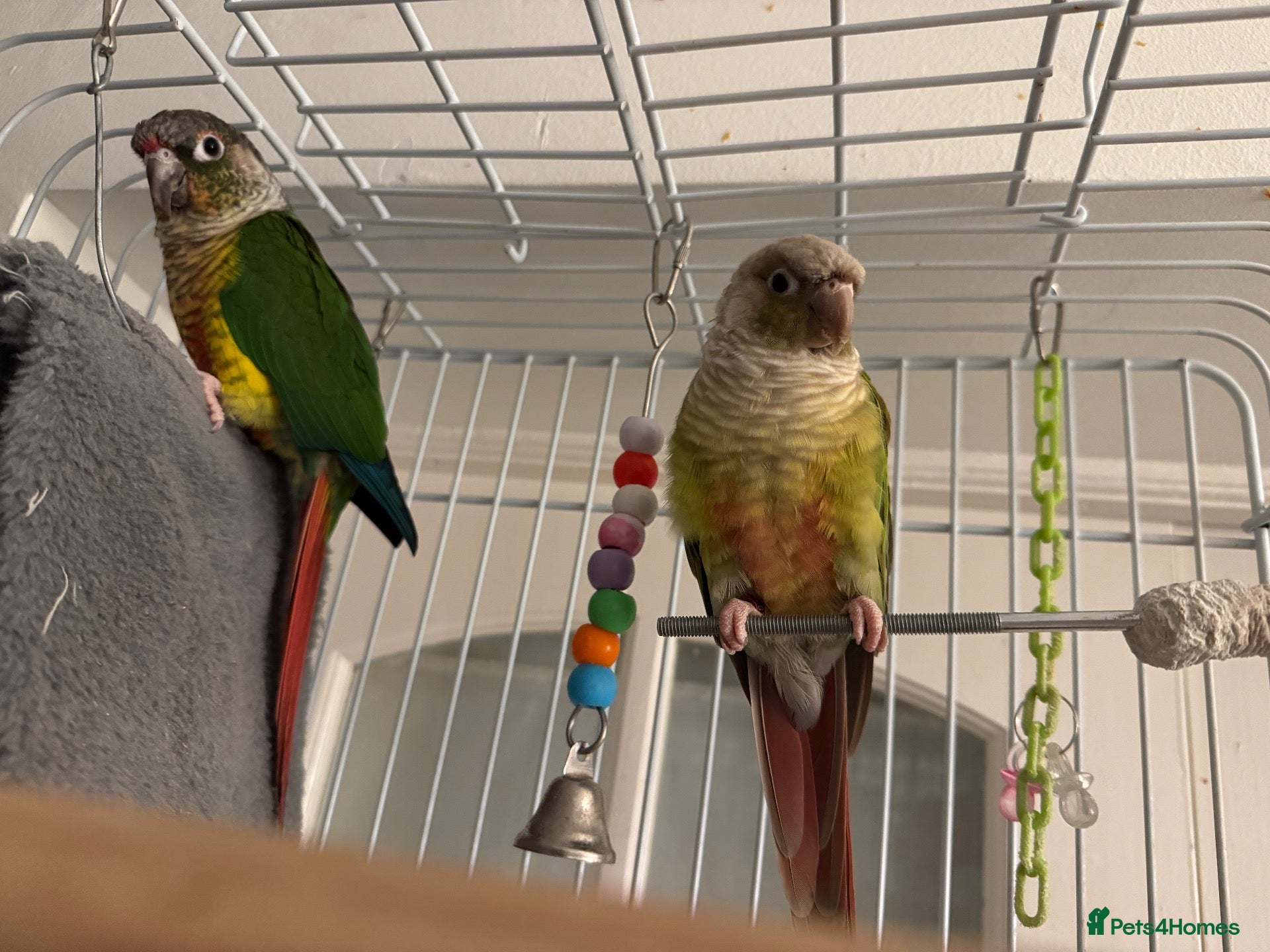 Conures birds for sale: 2 semi tamed conures for sale  - Advert 1