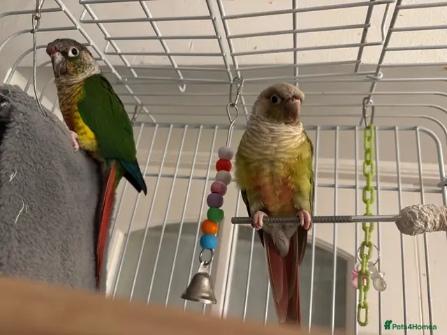 Conures birds for sale: 2 semi tamed conures for sale - Advert 1
