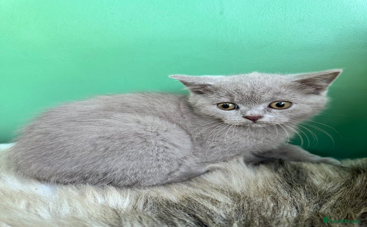British Shorthair cats - Advert 8