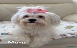 Malshi dogs for sale: Only 4 fantastic Malshi’s left - Image 15