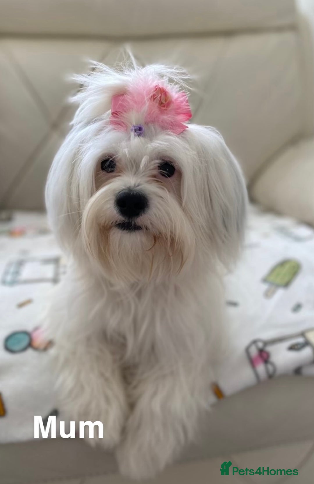 Malshi dogs for sale: Only 4 fantastic Malshi’s left - Image 15