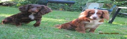 Cocker Spaniel dogs for stud: Liver n Tan working cocker. Clear AMS, PP PRA, FN. in Dorchester - Advert 9