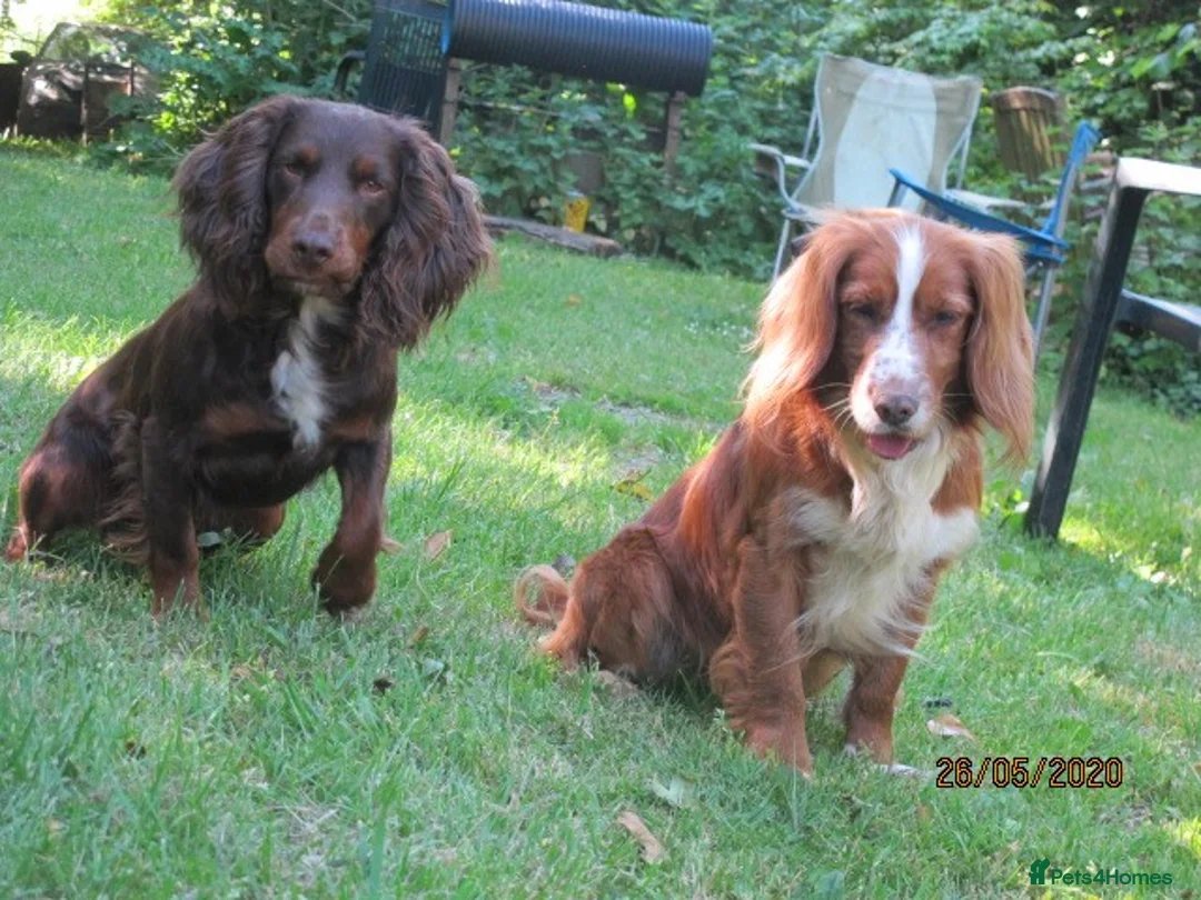 Cocker Spaniel dogs for stud: Liver n Tan working cocker. Clear AMS, PP PRA, FN. - Advert 9