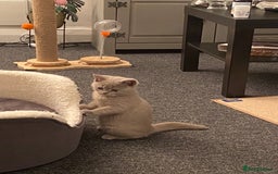 British Shorthair cats for sale: Stunning British Shorthair ready to reserve  - Image 20