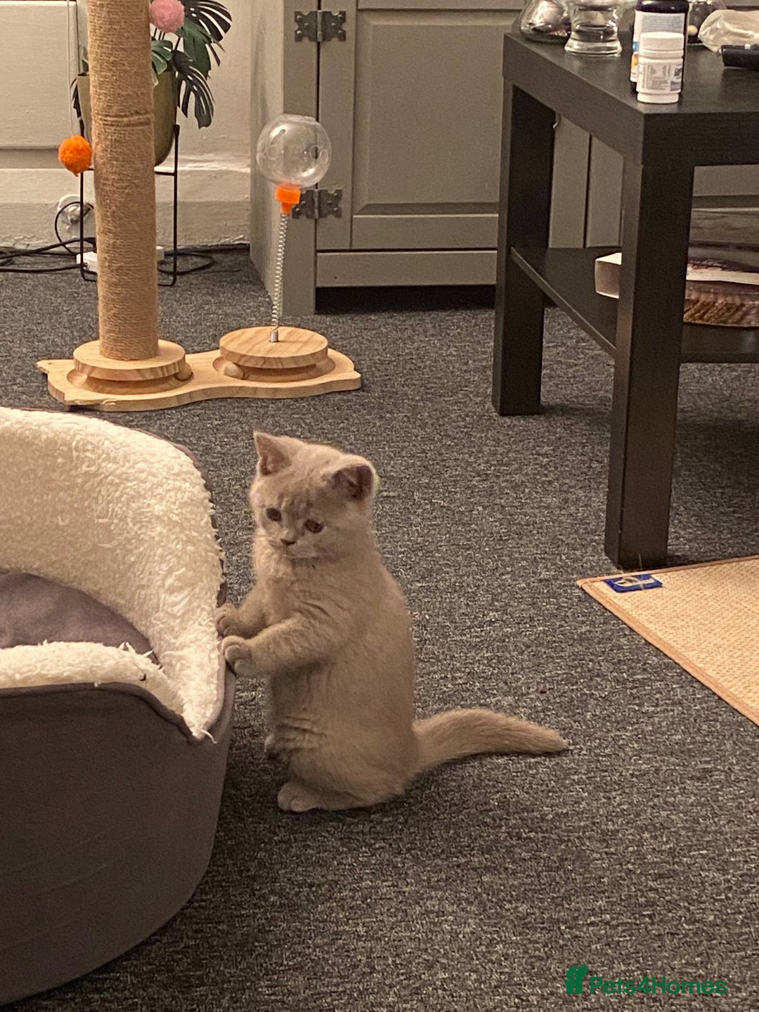 British Shorthair cats for sale: Stunning British Shorthair ready to reserve  - Image 20