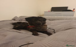 Mixed Breed dogs for sale: Oreo  - Image 2