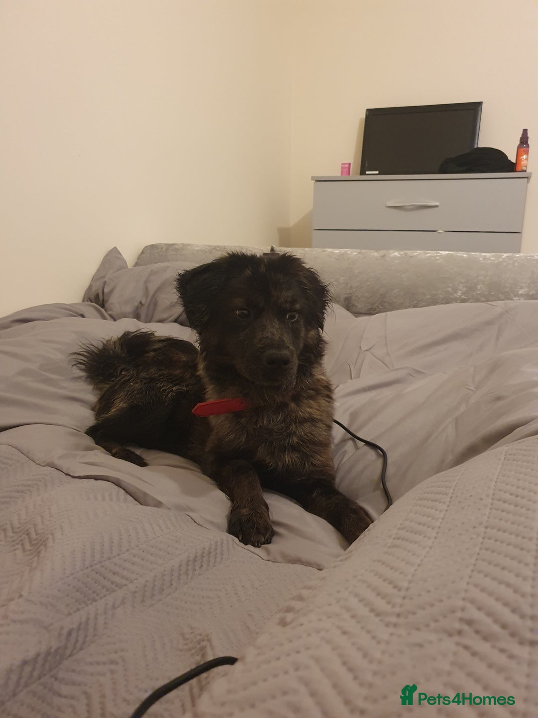 Mixed Breed dogs for sale: Oreo  - Image 2