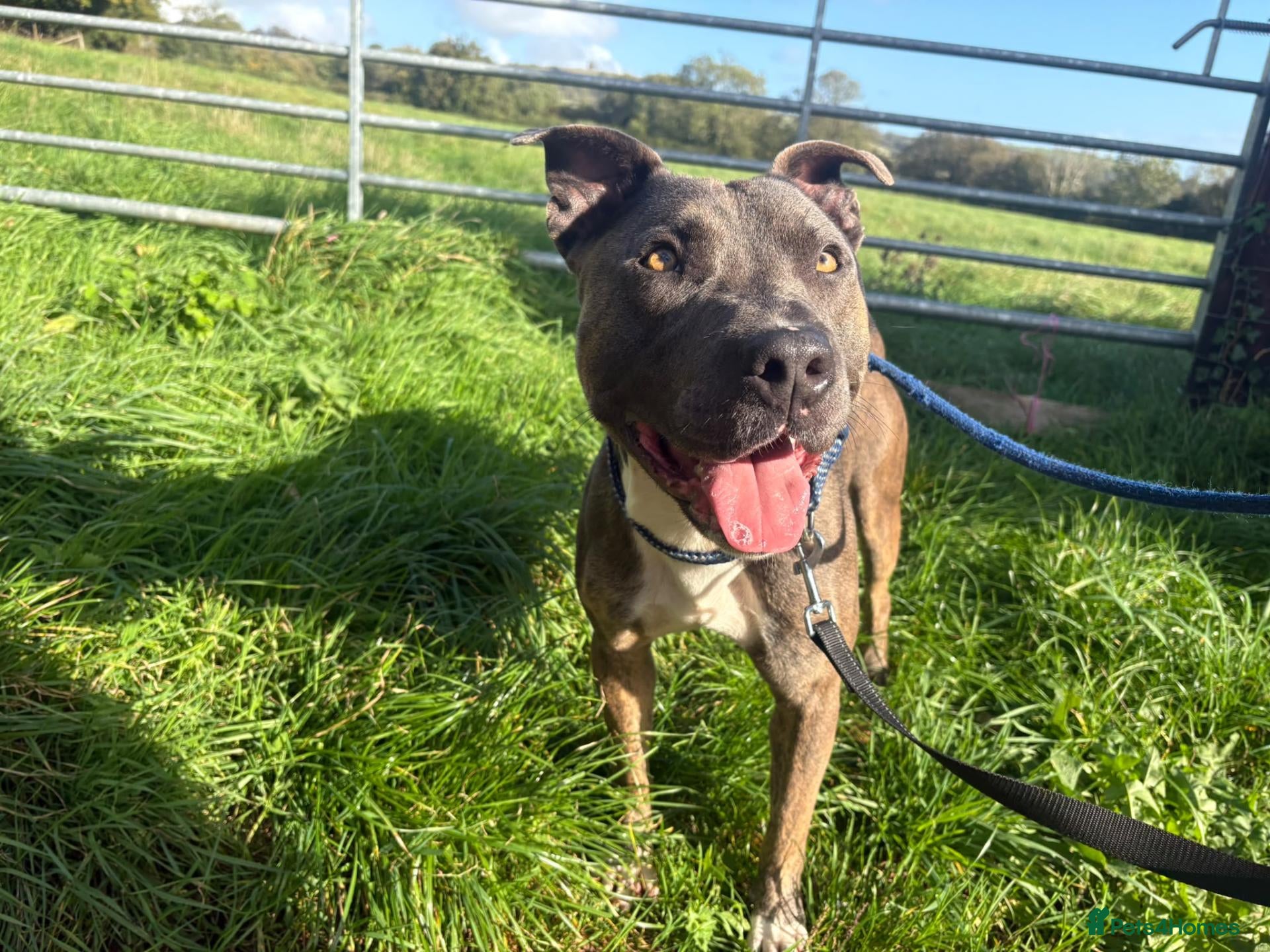 Staffordshire Bull Terrier dogs Zeus - Staffy for Adoption (24 kg) - Advert 8
