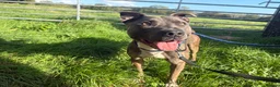 Staffordshire Bull Terrier dogs for adoption: Zeus - Staffy for Adoption (24 kg) in Wells - Advert 1