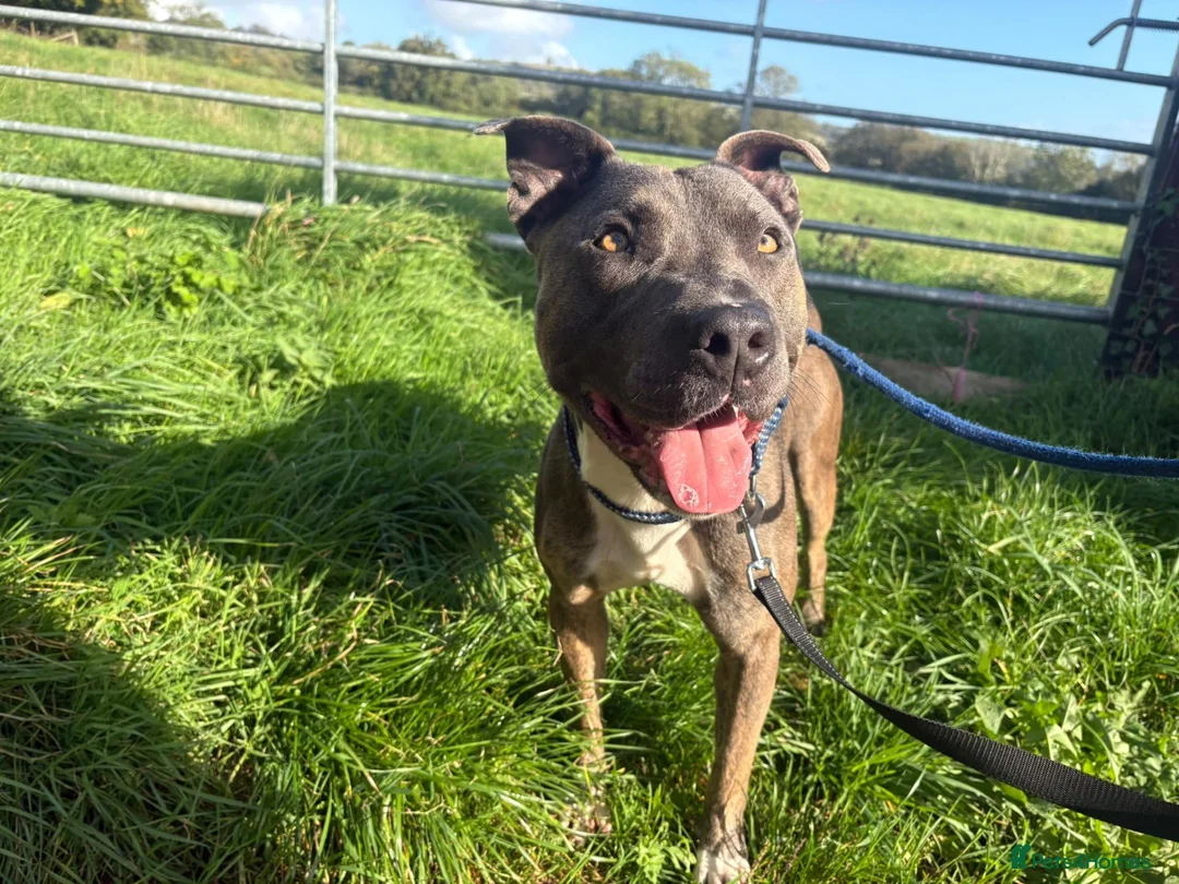 Staffordshire Bull Terrier dogs for adoption: Zeus - Staffy for Adoption (24 kg) in Wells - Advert 1