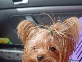 Yorkshire Terrier dogs Beautiful Female Yorkshire Terrier Puppy - Advert 1