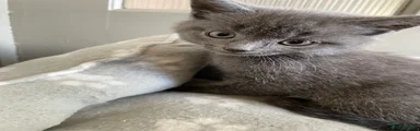 British Shorthair Kitten 4