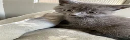 British Shorthair cats for sale: 4 x kittens ready to leave now  - Advert 4