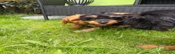 Cavapoo dogs for sale: Puppies ready to leave to their new loving homes - Advert 8