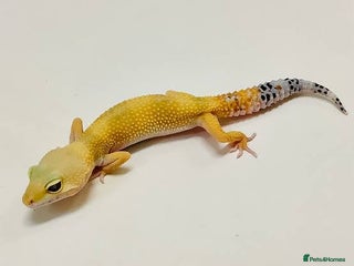 Gecko reptiles Young gecko - Advert 1