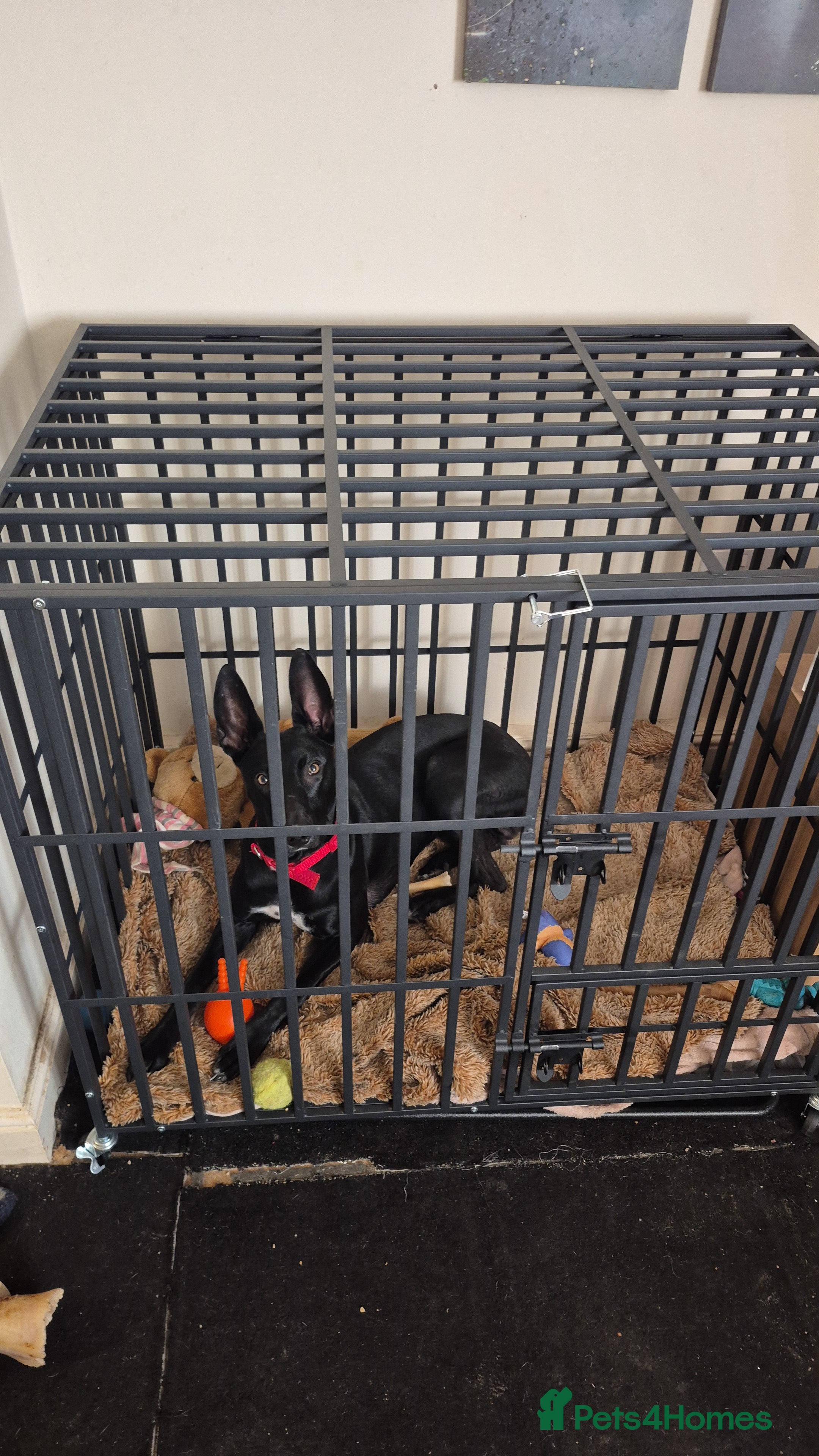 Mixed Breed dogs Here's my dog for sale not asking loads - Advert 1