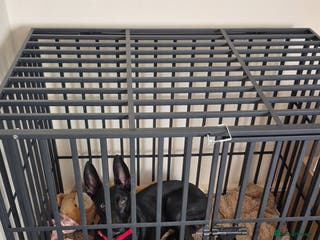 Mixed Breed dogs Here's my dog for sale not asking loads - Advert 1