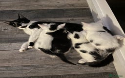 Domestic Shorthair cats for sale: 🐾 Adorable White Kittens with Black Markings  🐾 - Image 1