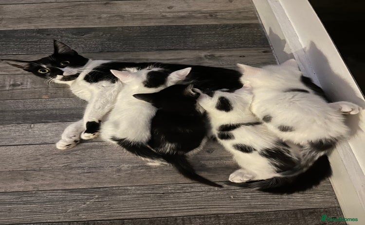Domestic Shorthair cats - Advert 2