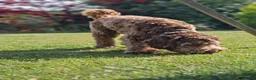 Labradoodle dogs for stud: ✨Proven Australian Labradoodle🌟 - Advert 3