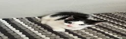 Mixed Breed cats for sale: Cat and kitten - Advert 5