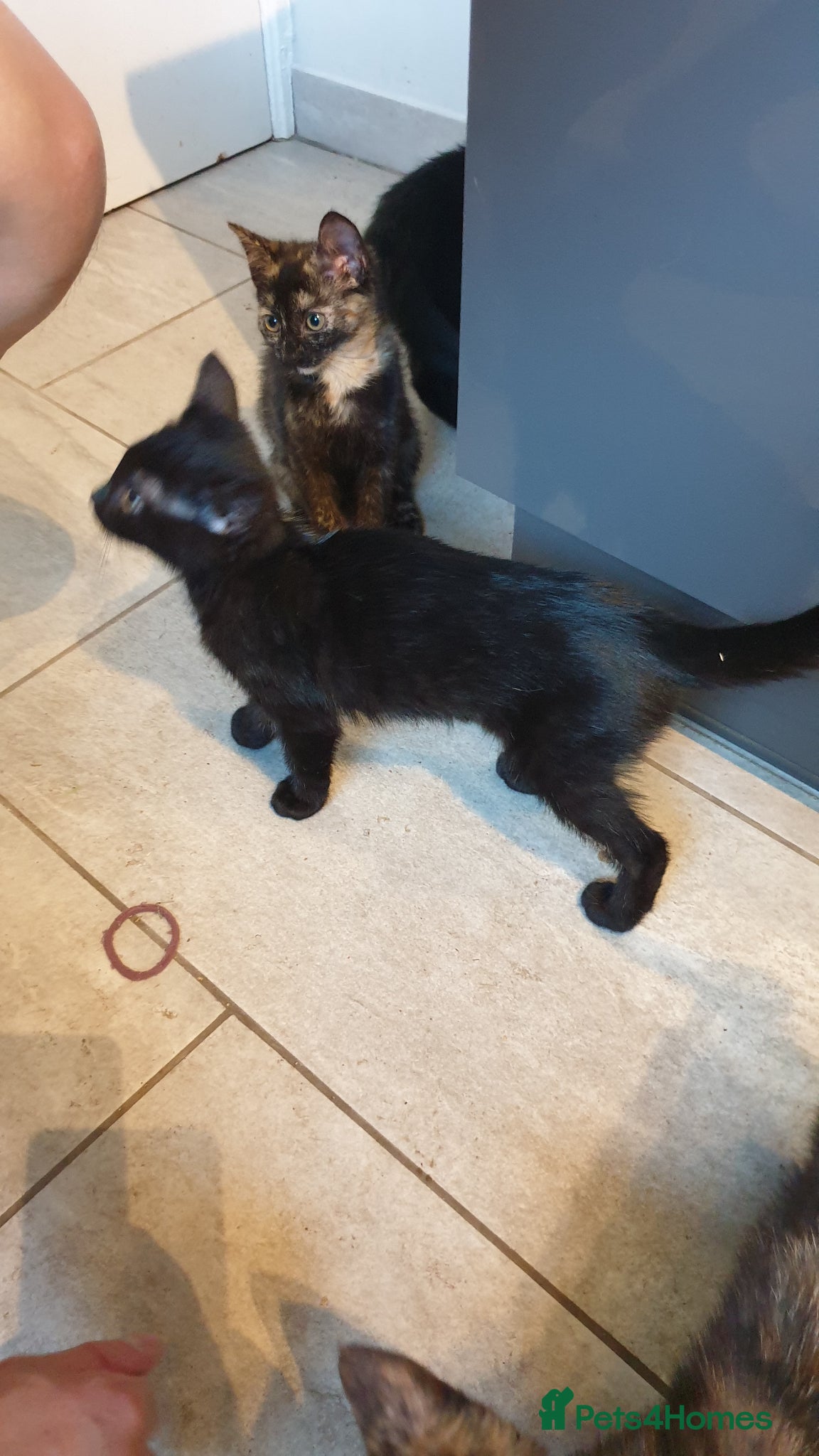 Mixed Breed cats for sale: 4 female kittens  - Advert 10