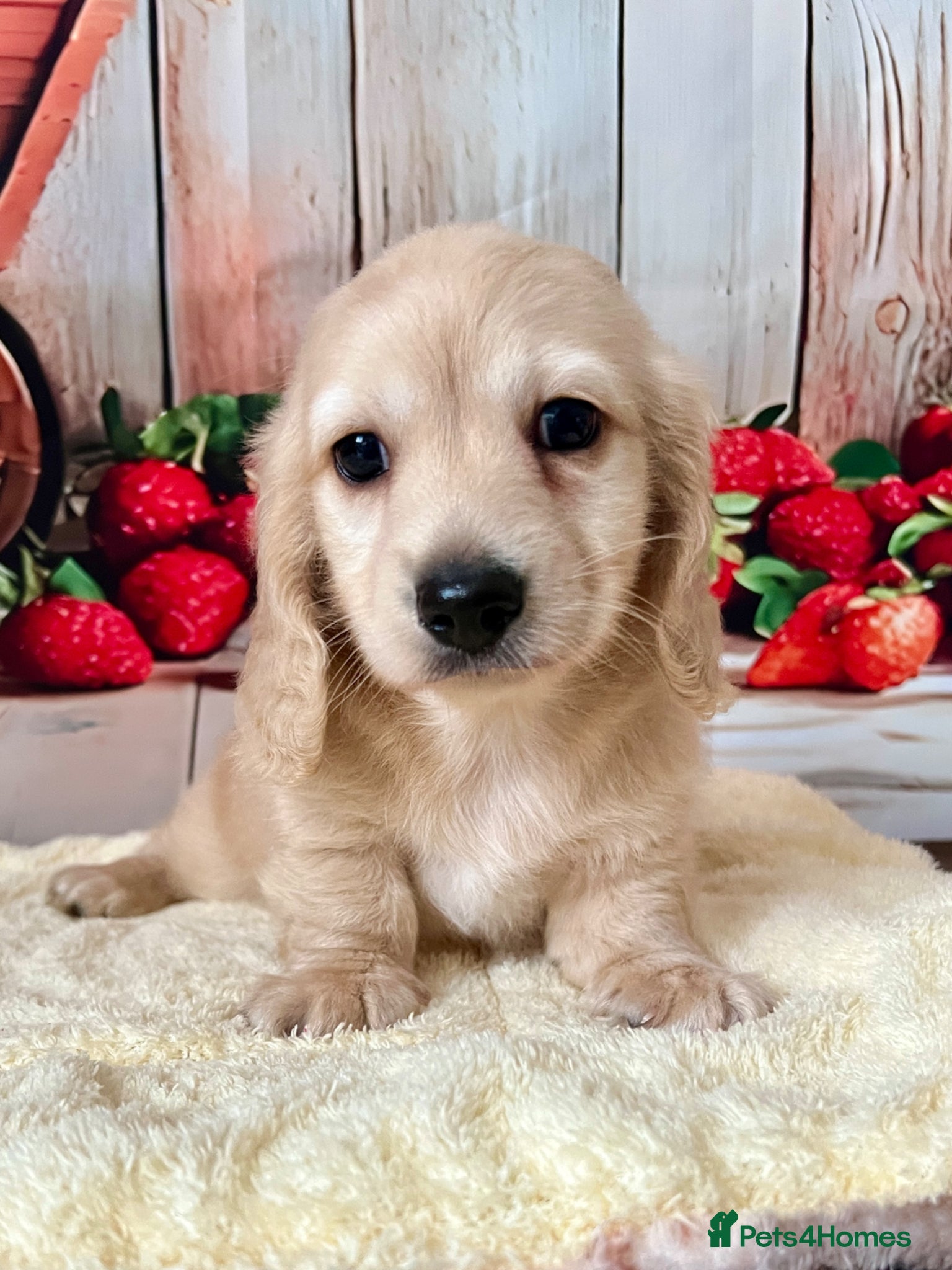 Miniature Dachshund dogs Miniature Long-Haired cream Dachshund Puppies  - Advert 1
