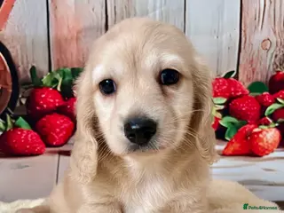 Miniature Dachshund dogs Miniature Long-Haired cream Dachshund Puppies - Advert 1
