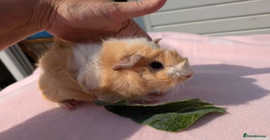 Guinea Pig rodents - Advert 3