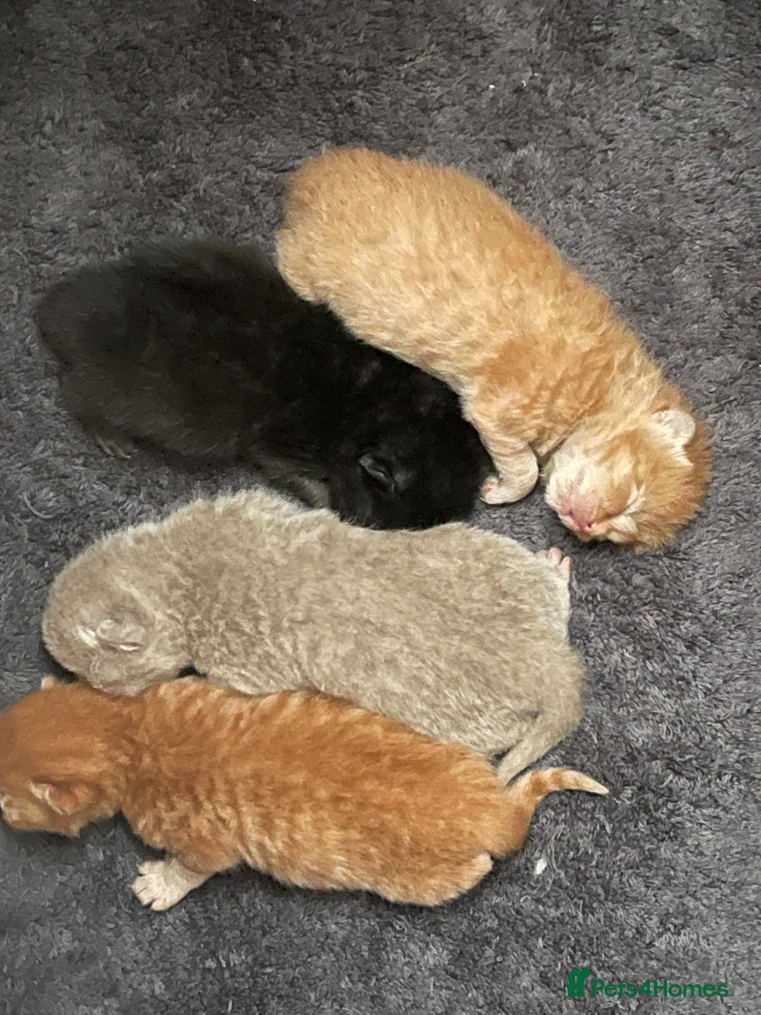 British Shorthair cats STUNNING GCCF BRITISH SHORTHAIR KITTENS - Advert 1