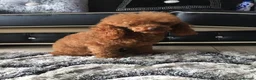 Cavapoo dogs for sale: Beautiful Cavapoo Puppy’s  - Advert 2