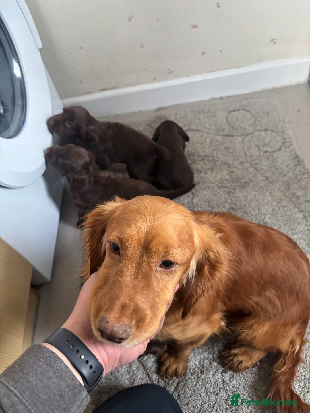 Cocker Spaniel dogs for sale: Cocker spaniel puppies  - Advert 1