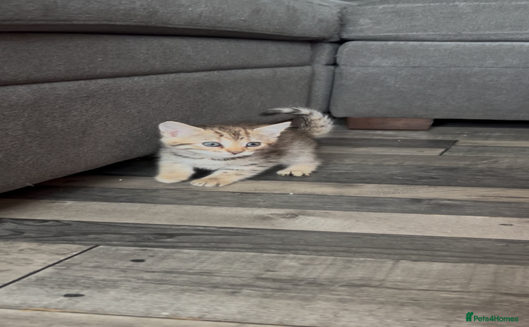 Bengal cats - Advert 2