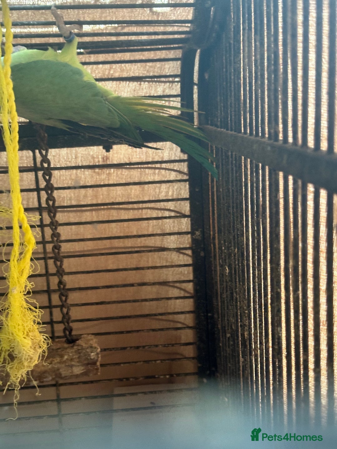 Parrots birds for sale: Indian ring neck males  - Image 5