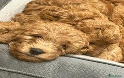 Irish Doodle dogs for sale:  Fox Red Irish Doodle Puppies - Ready Next Week  - Image 6