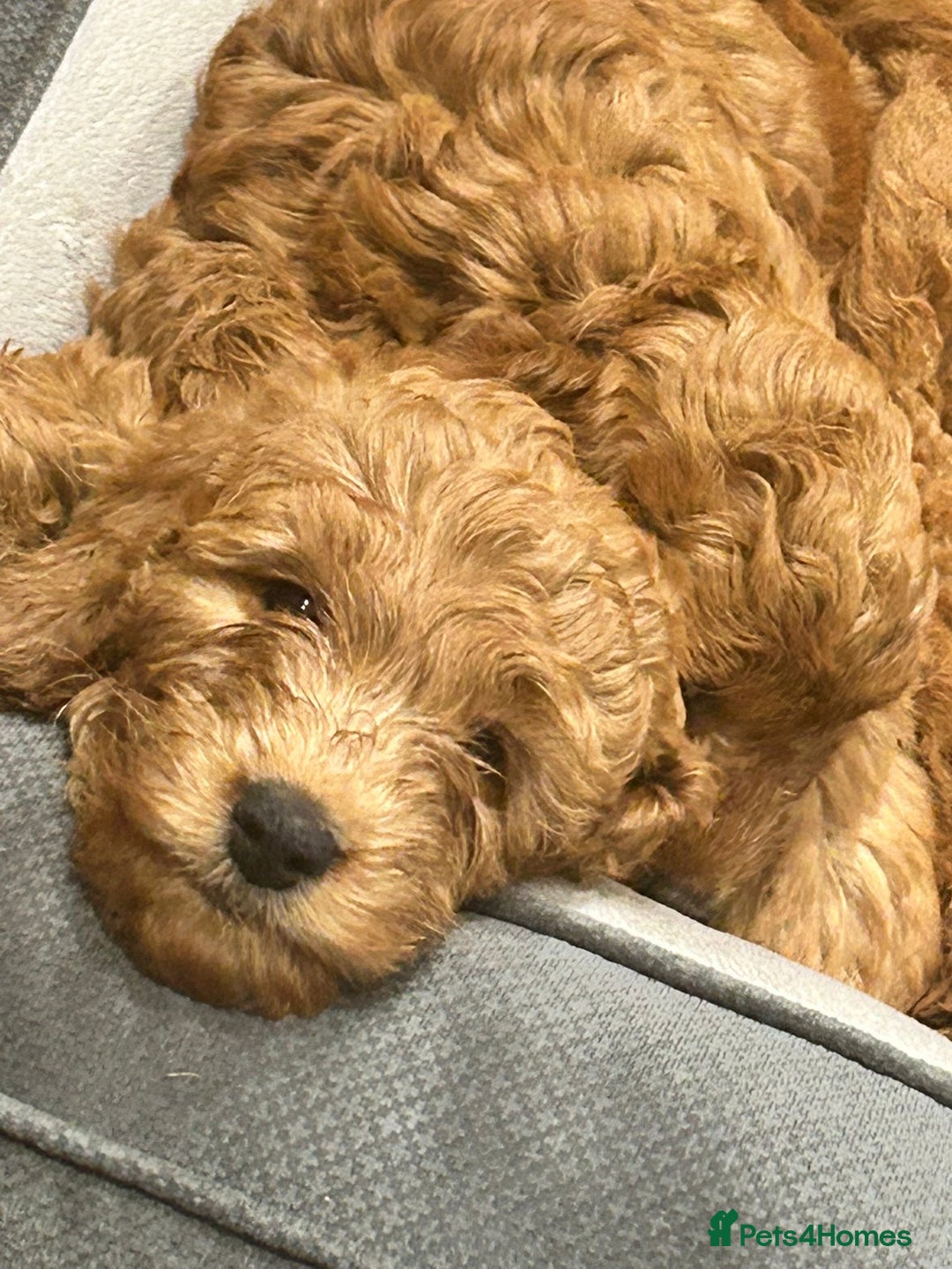 Irish Doodle dogs for sale:  Fox Red Irish Doodle Puppies - Ready Next Week  - Image 6