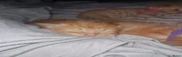 Mixed Breed cats for sale:  X5 Ginger kittens for sale - Advert 4