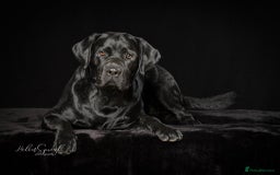 Labrador Retriever dogs for stud: One-Off Stud Opportunity. KC checked & registered - Image 1