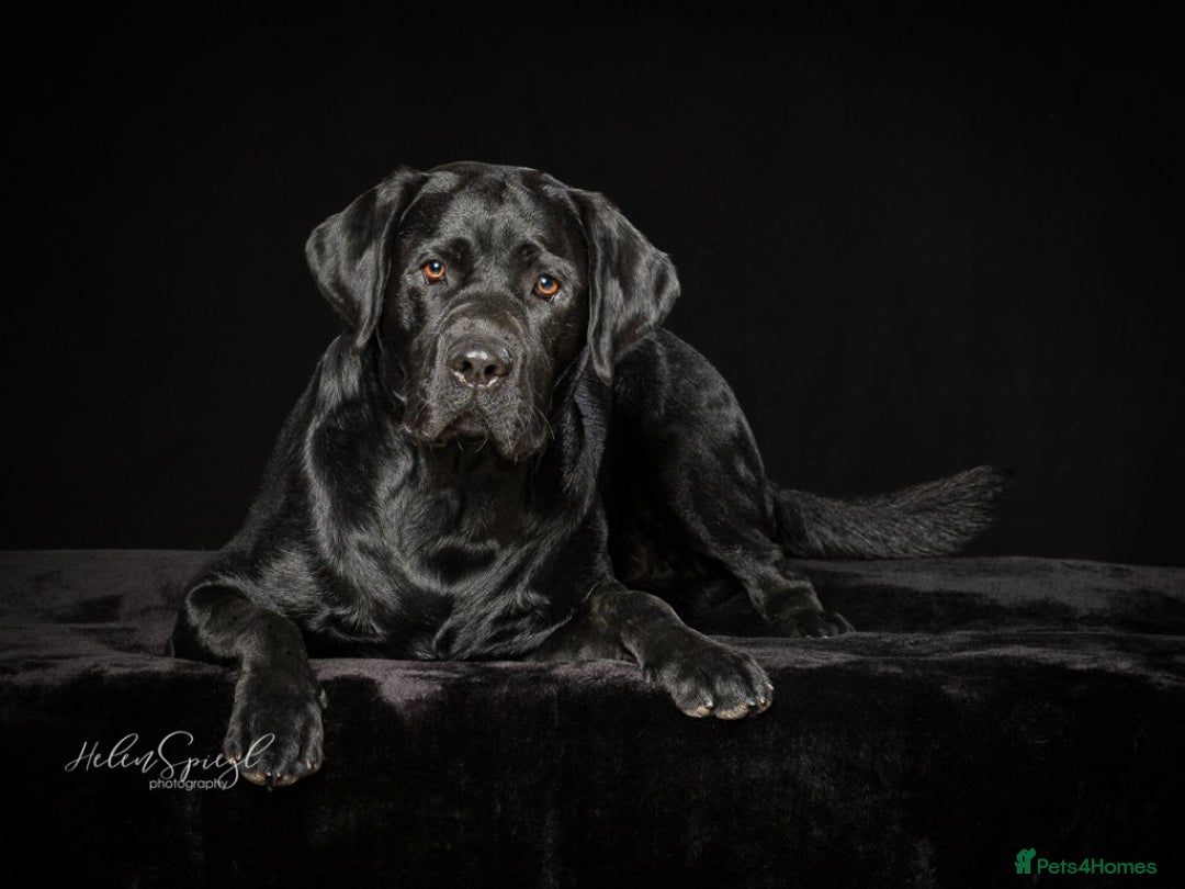 Labrador Retriever dogs for stud: One-Off Stud Opportunity. KC checked & registered - Image 1
