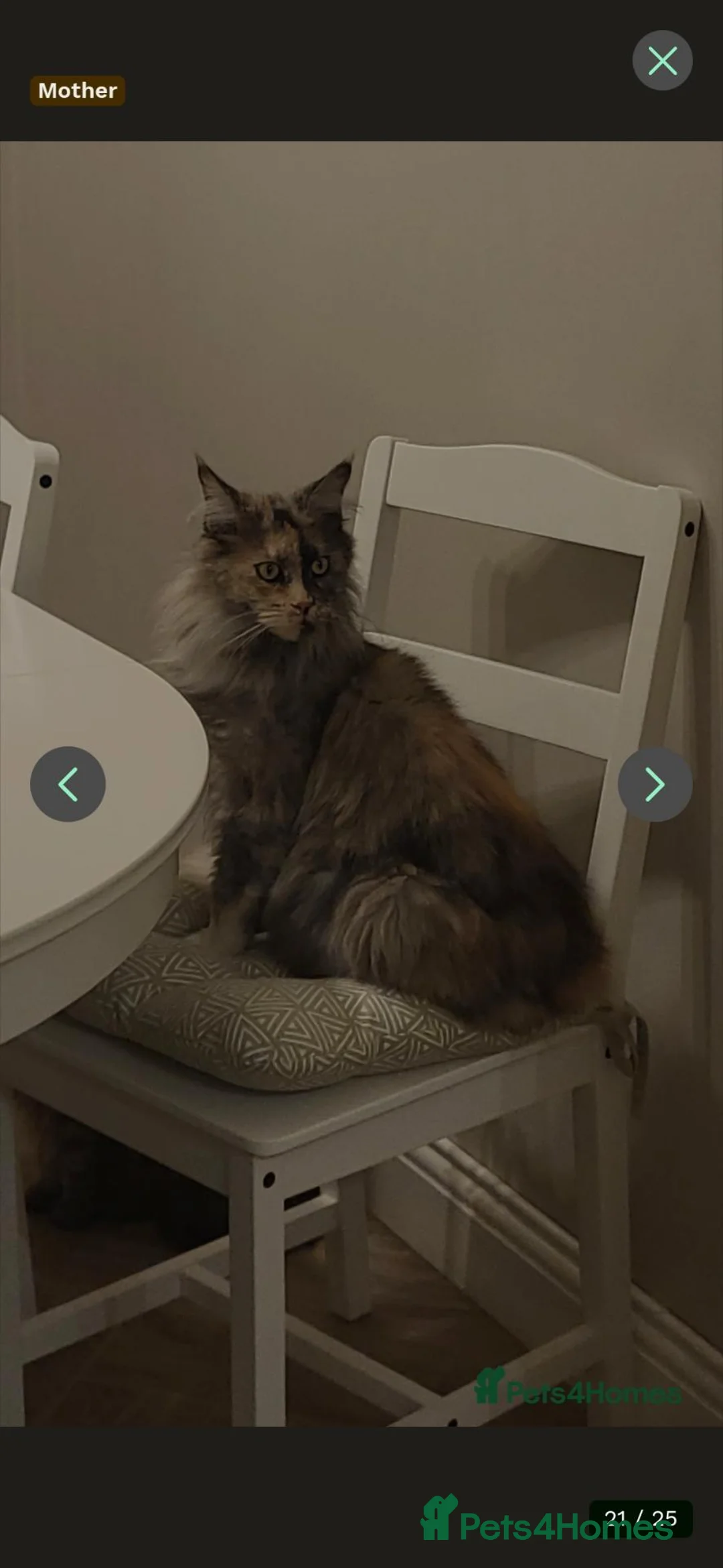 Maine Coon cats for sale: Adorable Purebred Mainecoons  - Advert 10
