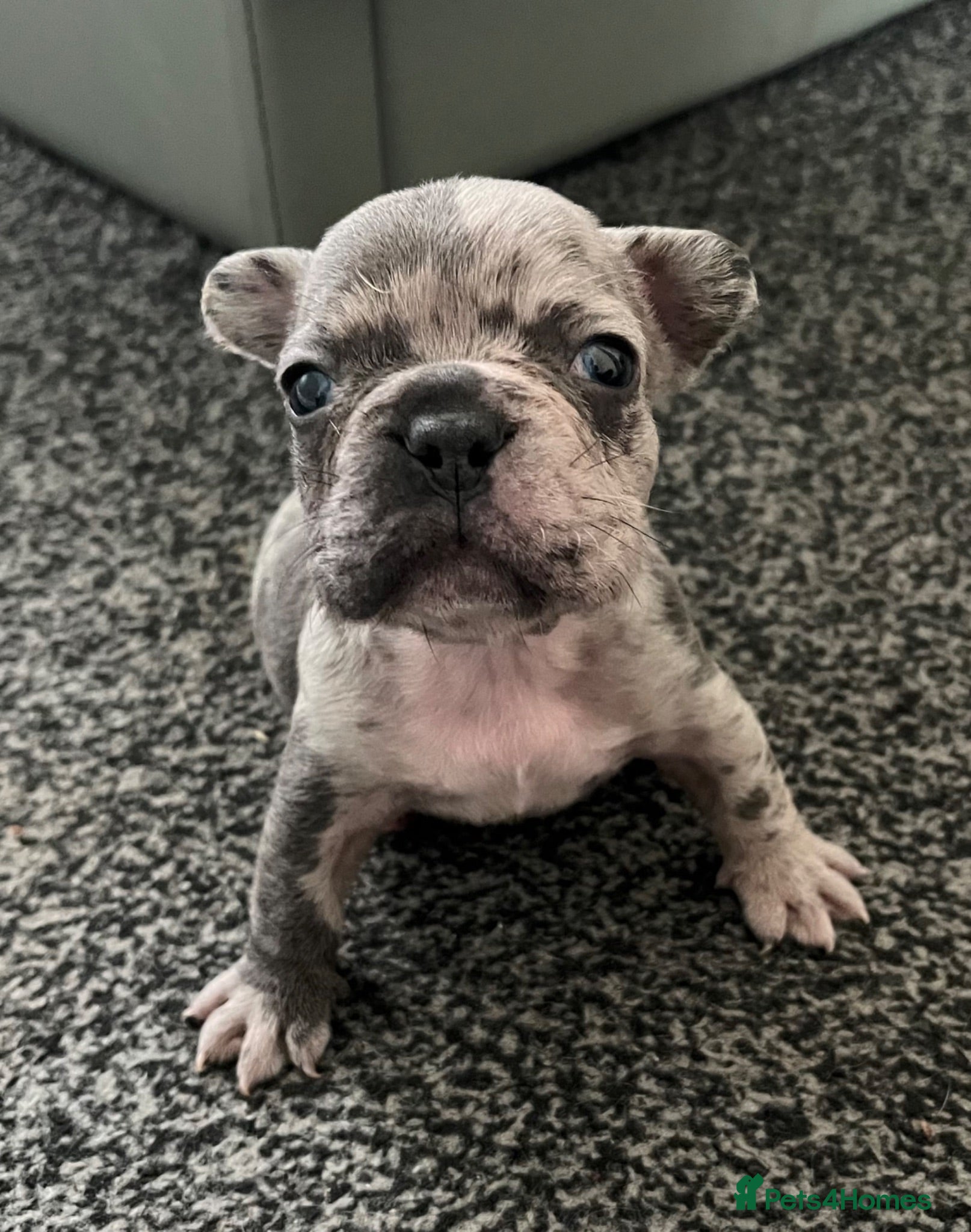 French Bulldog dogs 3 Beautiful french bulldog puppies  - Advert 3