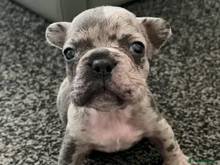 French Bulldog dogs 3 Beautiful french bulldog puppies - Advert 3