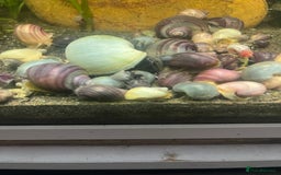 Snails fish for sale: Mystery snails - Image 3
