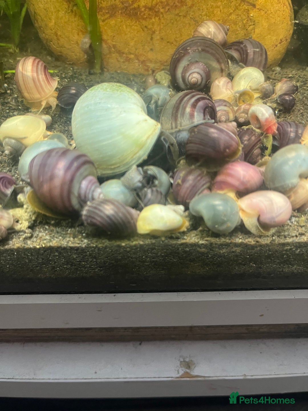 Snails fish for sale: Mystery snails - Image 3