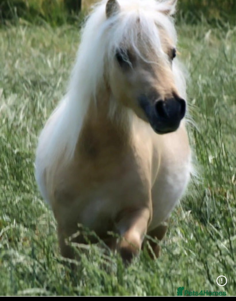 Shetland pony horses for sale: Beautiful miniture palomino pony - Advert 1