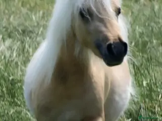 Shetland pony horses Beautiful miniture palomino pony - Advert 12
