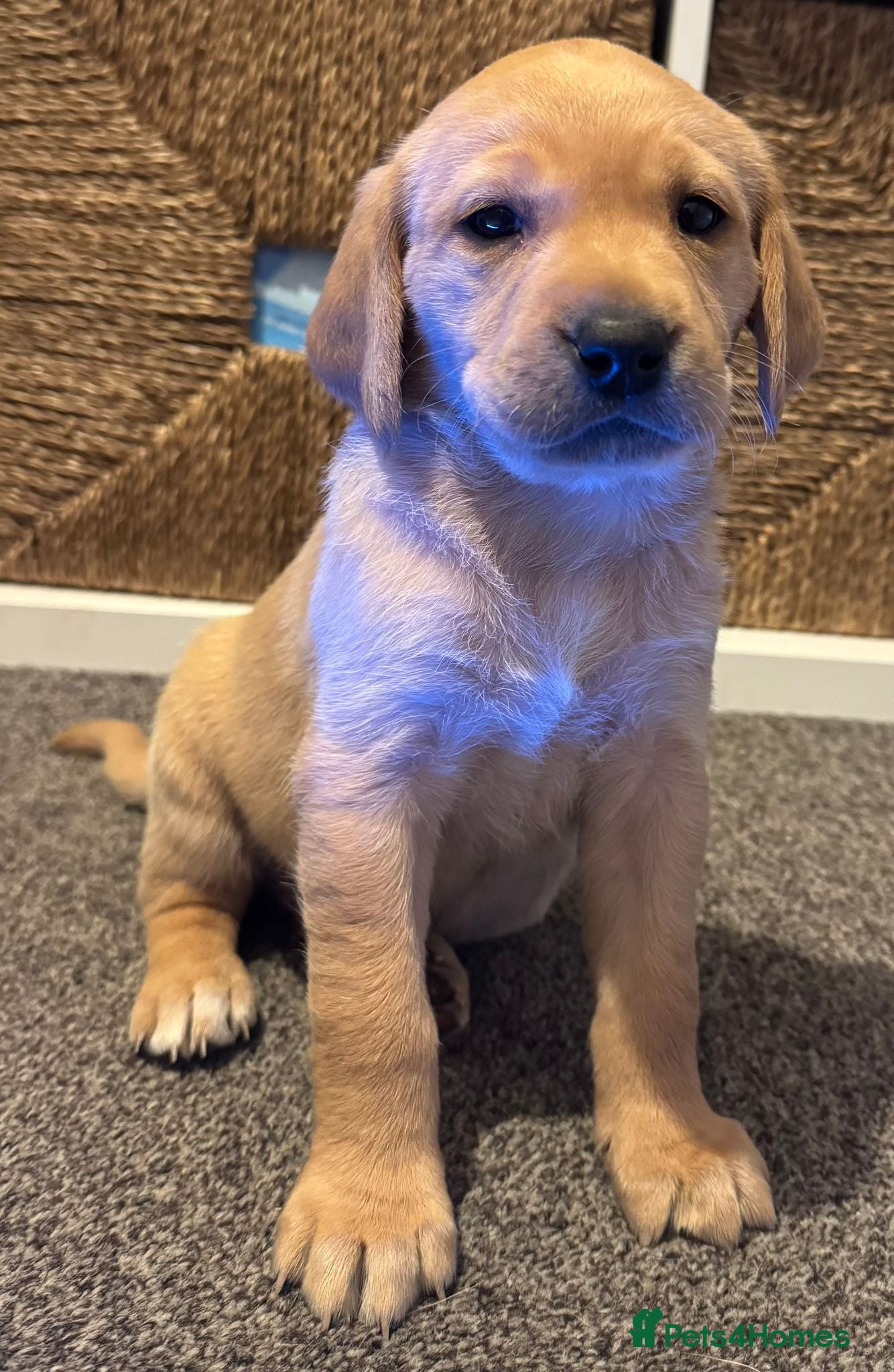 Labrador Retriever dogs KC Registered Labrador Retriever Puppies  - Advert 10