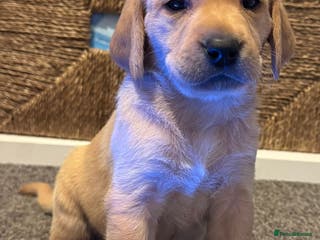 Labrador Retriever dogs KC Registered Labrador Puppies ready to leave - Advert 12