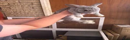 Dwarf Lop rabbits for sale: Mini lops for sale  in Manchester - Advert 3